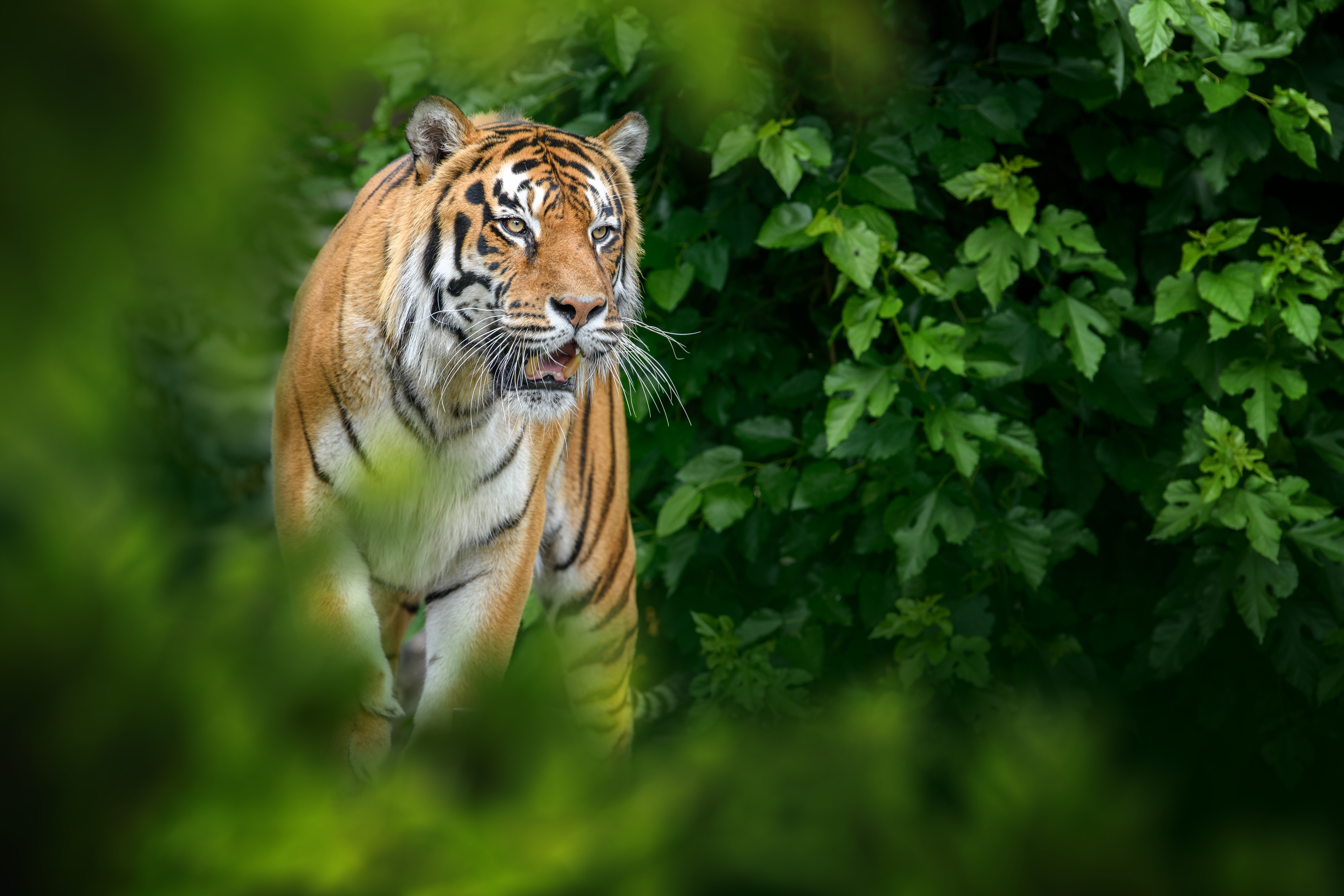 tiger at edinburgh zoo