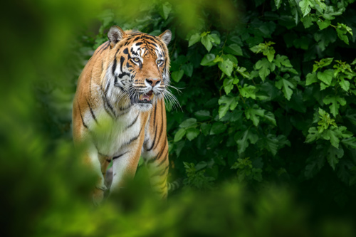 tiger at edinburgh zoo