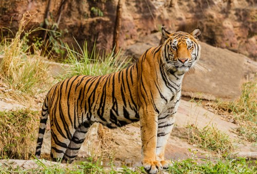 tiger at zoo