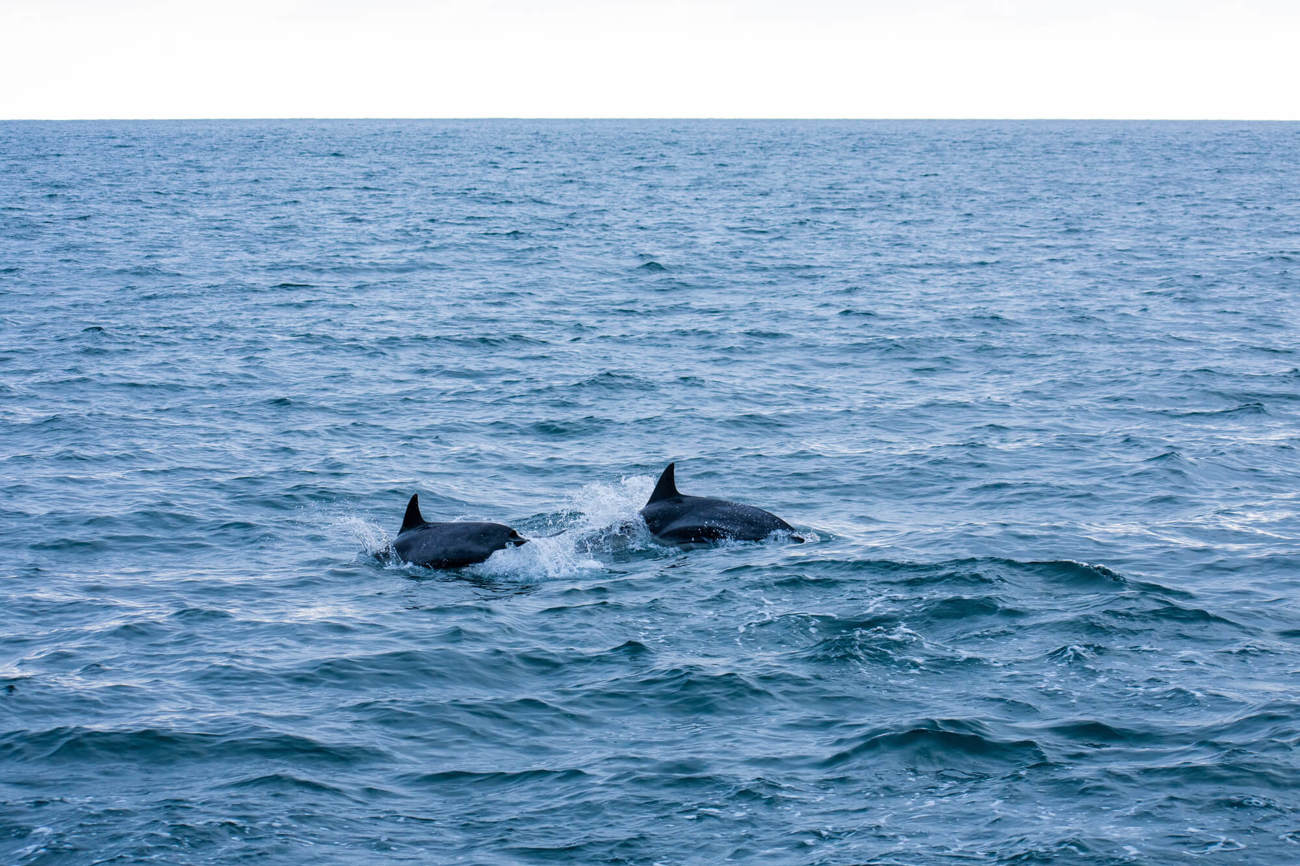 Dolphins off Broughty Ferry, Dundee Dolphins off Broughty Ferry, Dundee