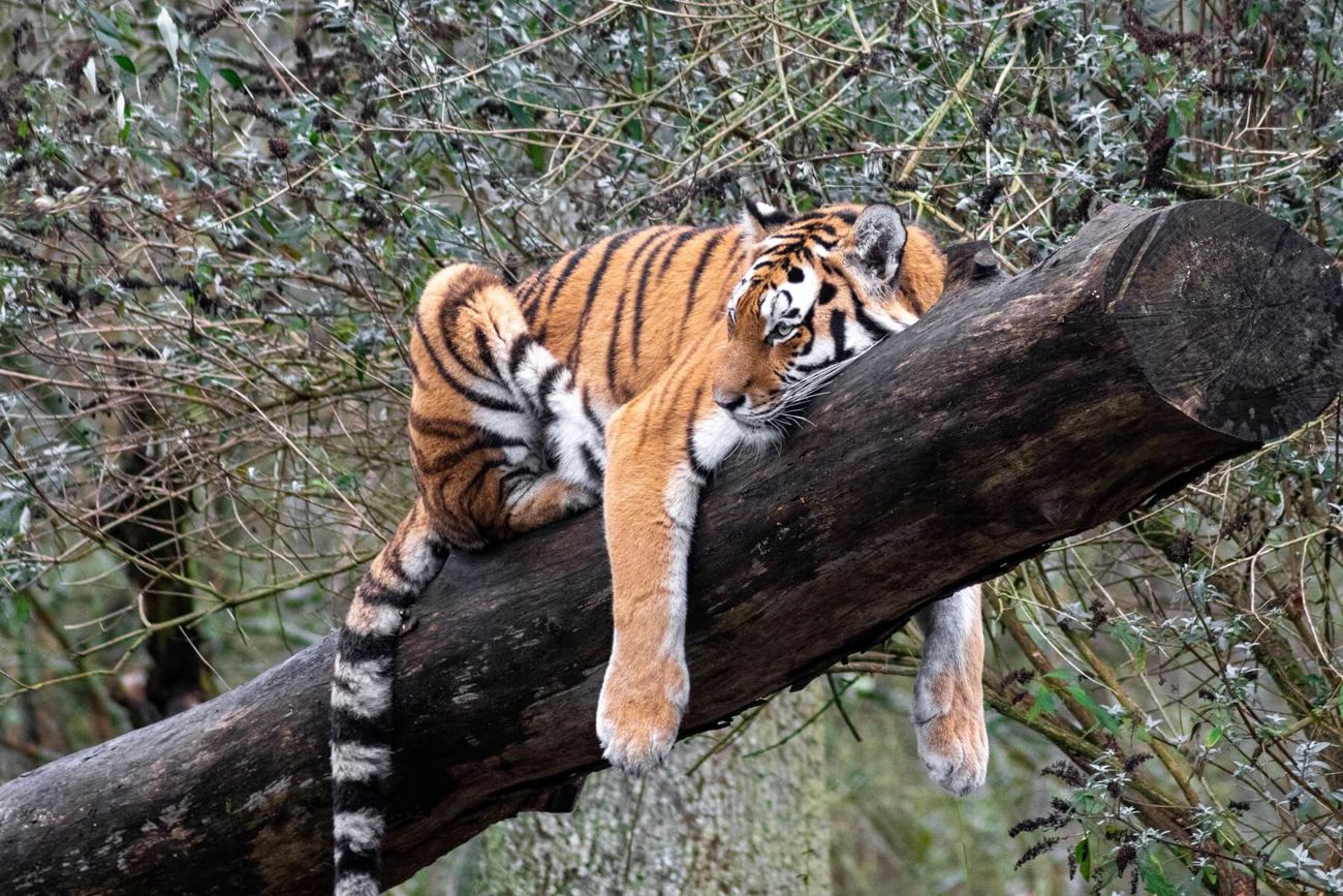 Tiger at Longleat Safari